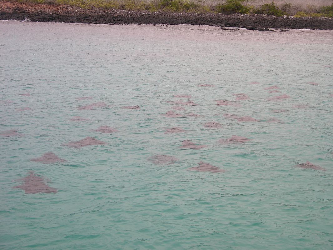 Galapagos 2-2-12 Santa Fe Rays Next To Boat